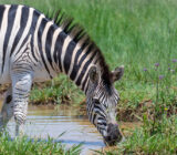 ¿Cuáles han sido las mayores sorpresas del torneo en los últimos años?