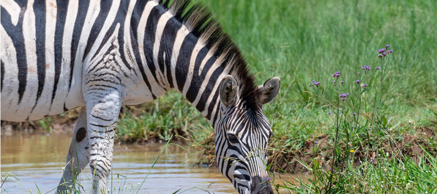 ¿Cuáles han sido las mayores sorpresas del torneo en los últimos años?